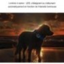 Traceur GPS 4G pour animal de compagnie suivi en temps réel lumière LED 